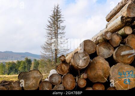 Oberharz Am Brocken, Deutschland. September 2021. Ein toter Nadelbaum steht hinter gestapelten Baumstämmen von gefällten Nadelbäumen. Die Dürre von 2019 und 2020 und der Rindenkäfer hatten einen großen Teil der Fichten im Harz zum Tode gebracht. Nun werden die abgestorbenen Holzflächen geräumt und das Holz transportiert. Quelle: Klaus-Dietmar Gabbert/dpa-Zentralbild/ZB/dpa/Alamy Live News Stockfoto