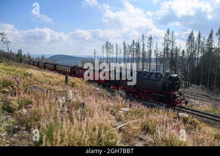 Oberharz Am Brocken, Deutschland. September 2021. Ein Zug der Harzer Schmalspurbahnen (HSB) passiert tote Nadelbäume. Die Dürre von 2019 und 2020 und der Rindenkäfer hatten einen großen Teil der Fichten im Harz zum Tode gebracht. Nun werden die abgestorbenen Holzflächen geräumt und das Holz transportiert. Quelle: Klaus-Dietmar Gabbert/dpa-Zentralbild/ZB/dpa/Alamy Live News Stockfoto