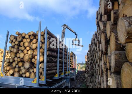 Oberharz Am Brocken, Deutschland. September 2021. Ein Kran belädt einen LKW mit Baumstämmen von toten und gerodeten Nadelbäumen. Die Dürre von 2019 und 2020 und der Rindenkäfer hatten einen großen Teil der Fichten im Harz zum Tode gebracht. Nun werden die abgestorbenen Holzflächen geräumt und das Holz transportiert. Quelle: Klaus-Dietmar Gabbert/dpa-Zentralbild/ZB/dpa/Alamy Live News Stockfoto