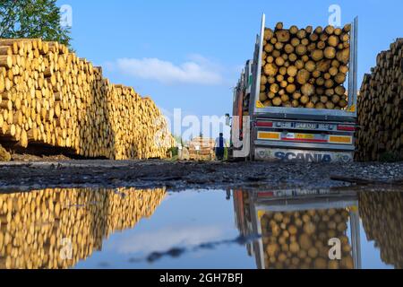 Oberharz Am Brocken, Deutschland. September 2021. Ein mit Holzstämmen beladener LKW steht neben gefällten und gestapelten Holzstämmen. Die Dürre von 2019 und 2020 und der Rindenkäfer hatten einen großen Teil der Fichten im Harz zum Tode gebracht. Nun werden die abgestorbenen Holzflächen geräumt und das Holz transportiert. Quelle: Klaus-Dietmar Gabbert/dpa-Zentralbild/ZB/dpa/Alamy Live News Stockfoto