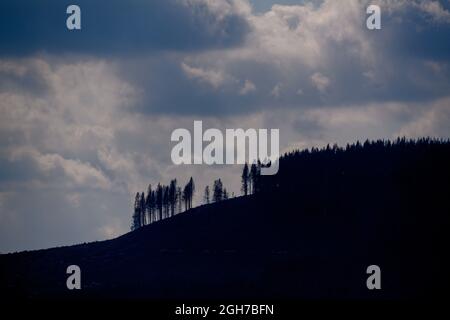 Oberharz Am Brocken, Deutschland. September 2021. Tote Nadelbäume stehen auf einer gerodeten Fläche. Die Dürre von 2019 und 2020 und der Rindenkäfer hatten einen großen Teil der Fichten im Harz zum Tode gebracht. Nun werden die abgestorbenen Holzflächen geräumt und das Holz transportiert. Quelle: Klaus-Dietmar Gabbert/dpa-Zentralbild/ZB/dpa/Alamy Live News Stockfoto