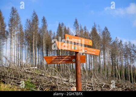 Oberharz Am Brocken, Deutschland. September 2021. Ein Straßenschild steht vor toten Nadelbäumen. Die Dürre von 2019 und 2020 und der Rindenkäfer hatten einen großen Teil der Fichten im Harz zum Tode gebracht. Nun werden die abgestorbenen Holzflächen geräumt und das Holz transportiert. Quelle: Klaus-Dietmar Gabbert/dpa-Zentralbild/ZB/dpa/Alamy Live News Stockfoto