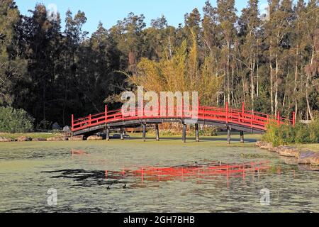 Red Japanese Bridge over the Lake at the North Coast Regional Botanic Garden, Coffs Harbour, NSW, Australien Stockfoto