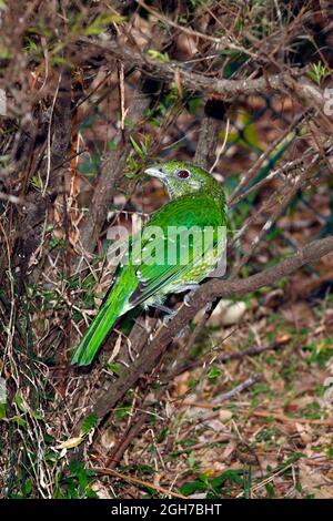 Grüner Catbird, Ailuroedus crassirostris ist eine Art von Bogenvögel. Wilder Vogel, der außerhalb des regionalen Botanischen Gartens der Nordküste fotografiert wurde. Coffs Harbour, Stockfoto