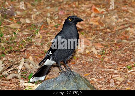 Australischer gewebeter Currawong, Strepera graculina. Diese Vögel sind gefräßige Nesträuber und werden in ganz Ostaustralien gefunden. Coffs Harbor, NSW Stockfoto
