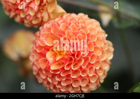 Helle und farbenfrohe Dahlia-Nahaufnahme, Blumengarten mit selektivem Fokus auf eine orange-rote Dahlia-Blume Stockfoto