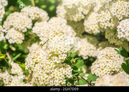 Blühende Weißdornsträucher im Frühling. Zarte weiße Blüten auf einem Ast mit saftig grünen Blättern aus der Nähe. Crataegus, allgemein Weißdorn genannt, quickth Stockfoto