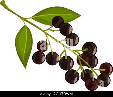 Vektorsymbol für schwarze Apfelbeere. Ast der Aronia mit grünen Blättern. Schwarze Choke-Beerenfrüchte. Botanisches Objekt, Designelement isoliert auf weißem Hintergrund Stock Vektor