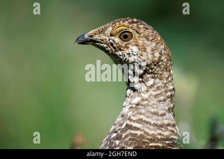 Das weibliche Rußhuhn (Dendragapus fuliginosus) steht auf einer subalpinen Wiese, im Van Trump Park, im Mount Rainier National Park, im Bundesstaat Washington, USA Stockfoto