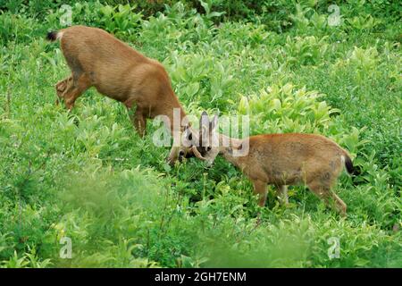 Zwei junge männliche Maultierhirsche (Odocoileus hemionus columbianus) spattern auf einer üppigen, suberalpinen Wiese, Paradise Valley, Mount Rainier National Park, Washington Sta Stockfoto