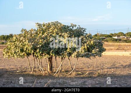 Ansicht des größten Feigenbaums Europas auf der Insel Formentera in Spanien. Stockfoto