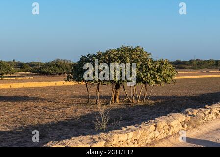 Ansicht des größten Feigenbaums Europas auf der Insel Formentera in Spanien. Stockfoto