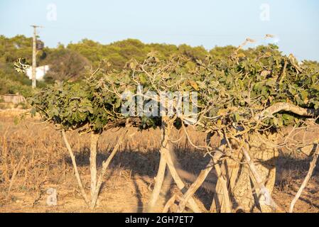 Ansicht des größten Feigenbaums Europas auf der Insel Formentera in Spanien. Stockfoto