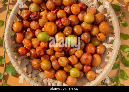 Ziziphus jujuba, allgemein Jujube genannt, auch bekannt als chinesisches Dattel, chinesischer Apfel, indische Pflaume, indischer Jujube, Musawu oder Maçanica