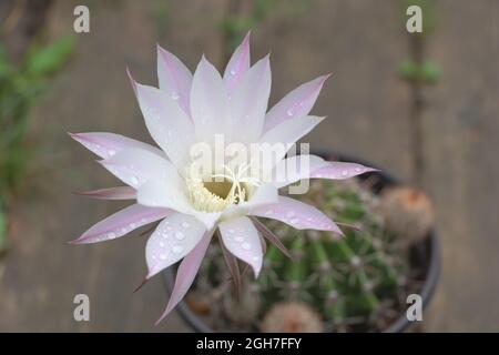 Kaktus Echinopsis Oxigona in schöner Blüte - Weiß - lila Blume. Konzept des Kaktusanbaus zu Hause. Stockfoto