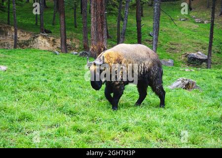 Reifes Takin (Bhutans Nationaltier) streift auf einem grasbewaldeten Hügel im Motithang Takin Preserve (Royal Takin Preserve), Thimphu, Bhutan. Stockfoto