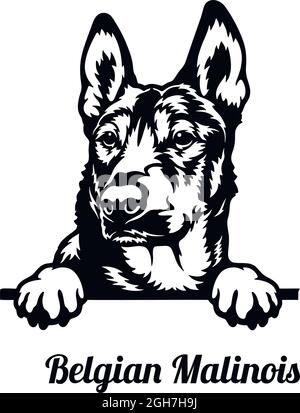 Belgischer Malinois Peeking Dog - Kopf isoliert auf weißem - Vektorstock Stock Vektor