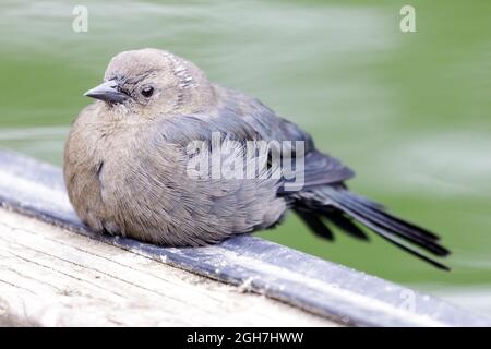 Brewer's Amsel adultes Weibchen ruht am Rand des Wassers. Stow Lake, San Francisco, Kalifornien, USA. Stockfoto