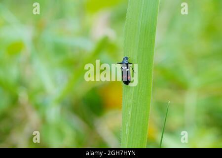 Bambi-Hirse, Makro von Insekten auf grünen Blättern in den grünen unscharfen Hintergrund thront Stockfoto