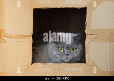 Eine traurige britische Katze sitzt einsam in einem Karton. Graue Katze schaut durch das Fenster. Konzept von obdachlosen und einsamen Haustieren. Stockfoto