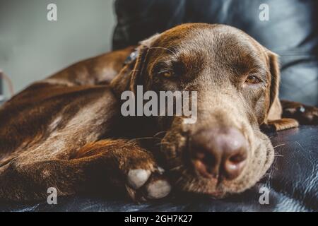 Chocolate labrador Hund liegt auf einer schwarzen Couch Stockfoto