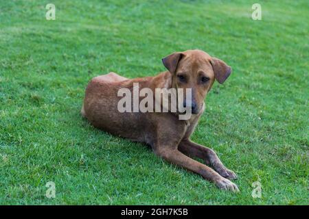 Fröhlich braunen Hund rollt und dreht sich auf dem grünen Gras Hintergrund Stockfoto