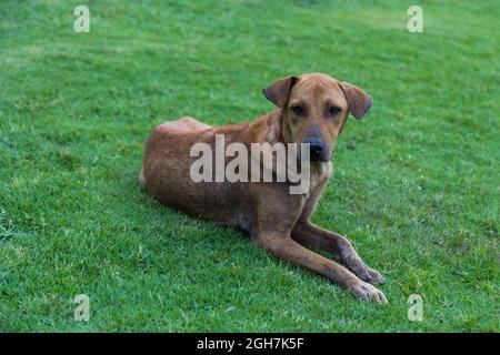 Fröhlich braunen Hund rollt und dreht sich auf dem grünen Gras Hintergrund Stockfoto