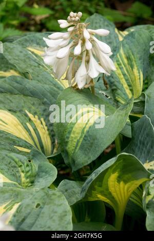 Hosta Gartenblume Hosta große Erwartungen Stockfoto