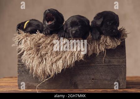 Nette Familie von kleinen labrador Retriever Welpen ruht in Vintage Holzkiste mit Fell bedeckt, Blick zur Seite und gähnend auf beigem Hintergrund i Stockfoto