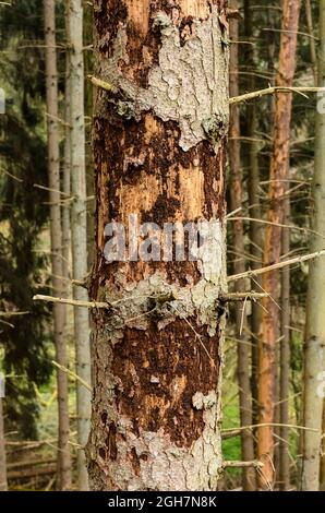 Baumrinde abblättet beschädigten Nadelbaumstamm im Wald ab, Schädling befallen durch Rindenkäfer (Scolytinae) Stockfoto