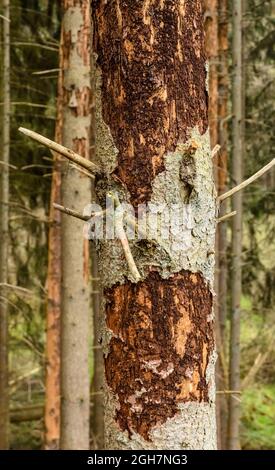 Baumrinde abblättet beschädigten Nadelbaumstamm im Wald ab, Schädling befallen durch Rindenkäfer (Scolytinae) Stockfoto