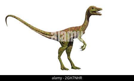 Compsognathus longipes aus der späten Jurazeit, isoliert auf weißem Hintergrund, 3d-Paläoart-Rendering Stockfoto