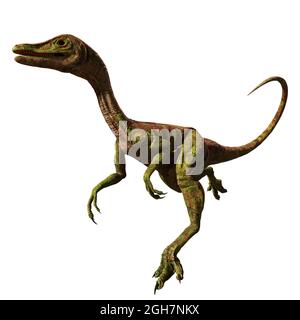 Compsognathus longipes, kleiner Dinosaurier aus der späten Jurazeit, isoliert auf weißem Hintergrund, 3d-Paläoart-Rendering Stockfoto