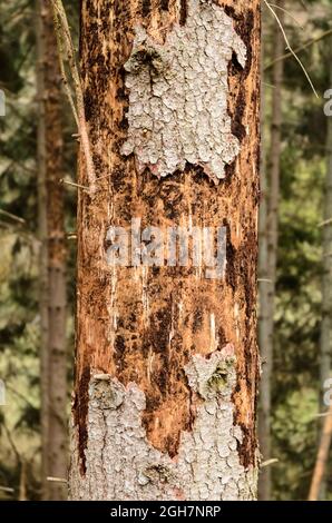 Baumrinde abblättet beschädigten Nadelbaumstamm im Wald ab, Schädling befallen durch Rindenkäfer (Scolytinae) Stockfoto