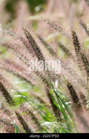 Pennisetum alopecuroides „Red Head“. Chinesisches Brunnengras „Red Head“. Dunkelrote Flaschenbürste blüht im Frühherbst/Herbst Stockfoto