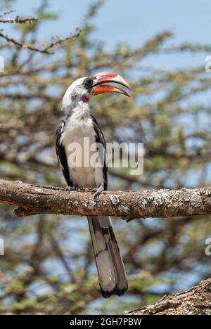 Von der Decken's Hornbill - Tockus deckeni, wunderschön gefärbter Hornbill aus ostafrikanischen Wäldern und Wäldern, Äthiopien. Stockfoto