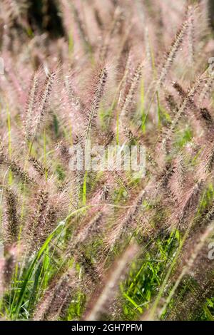 Pennisetum alopecuroides „Red Head“. Chinesisches Brunnengras „Red Head“. Dunkelrote Flaschenbürste blüht im Frühherbst/Herbst Stockfoto