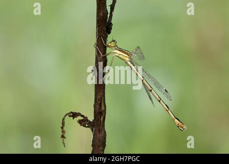 Südlicher Smaragd-Damselfliege-Männchen, der regungslos auf einem trockenen Grashalm sitzt. Seitenansicht, Nahaufnahme. Unscharfer natürlicher Hintergrund. Gattung Lestes barbarus. Stockfoto