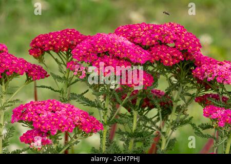 Achillea millefolium Tutti Frutti Granatapfel, rot Stockfoto