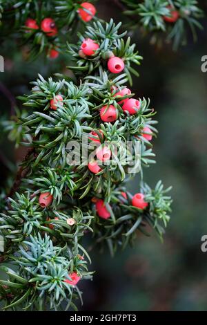 Taxus baccata 'Fastigiata'. Irische Eibe 'Fastigiata'. Blue John „Fastigiata“. Florence Court Eibe. Reife rote Frucht fleischige Arillen im Frühherbst Stockfoto