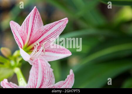 Nahaufnahme der Hippeastrum-Blume weiß und rosa auf grünem Hintergrund Stockfoto