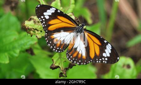 Schwarz geäderter Tiger-Schmetterling auf grünem Blatt der Baumpflanze im Wald, orange-weiß und schwarz gemusterte Farbe auf Flügel des tropischen Insekts Stockfoto