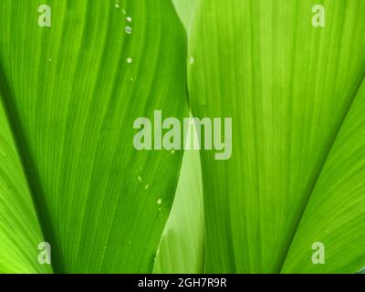 Grüne Farblinien und Streifen auf der Oberfläche der Kurkuma Blatt, abstrakter Hintergrund aus dem hellen mit dunklen Bereichen durch natürliches Licht Stockfoto