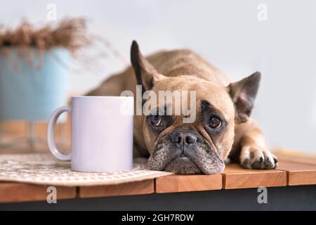 Niedlicher französischer Bulldogge, der neben einem weißen Trinkbecher liegt Stockfoto