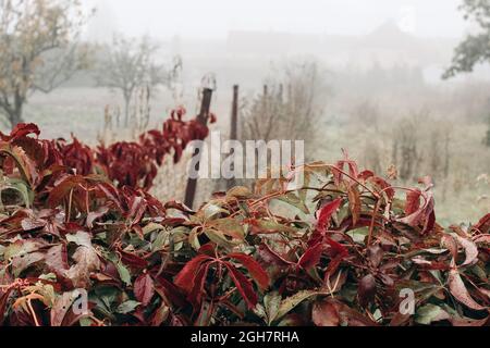 Garten im Herbst. Rote Blätter von virginia Creeper, Parthenocissus quinquefolia Pflanze auf Zaun. Dekorative Kletterpflanze. Herbstlandschaft in fogg Stockfoto