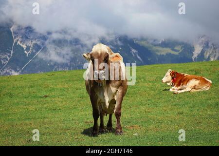 Stehende braune Alpenkuh mit Berglandschaft in Tirol. Hausrinder im österreichischen Seefeld. Stockfoto