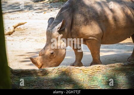 Nashorn, der im Schatten des Zoo von Singapur ruht Stockfoto