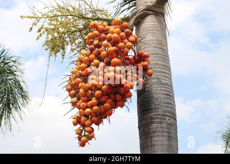 Betel Nüsse oder areca Nüsse auf dem Baum Stockfoto