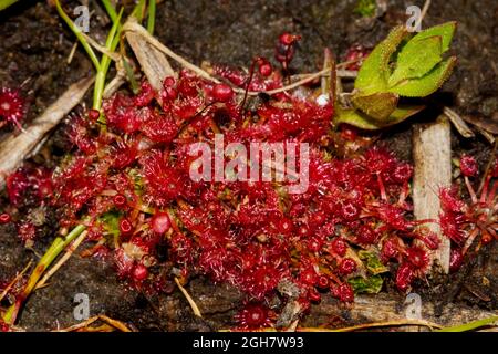 Kolonie des Zwergsonden (Drosera pygmaea) mit mehreren Pflanzen, Tasmanien, Australien Stockfoto