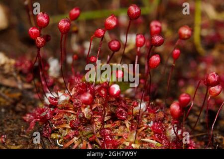 Kolonie des Zwergsonden (Drosera pygmaea) mit mehreren Pflanzen und Blütenstielen, Tasmanien, Australien Stockfoto